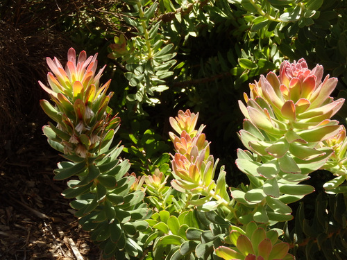 Kirstenbosch National Botanical Garden.